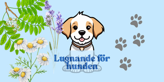 Lindra separationsångest hos hund med eteriska oljor