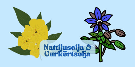 Mina favoriter bland basoljor: Gurkörtsolja & Nattljusolja