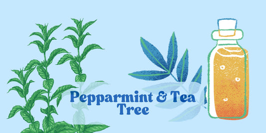Bli snabbare frisk med naturens egna knep – tea tree & pepparmint